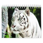 Tiger Kalender (Titelbild)