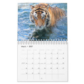 Tiger Kalender (Mär 2027)