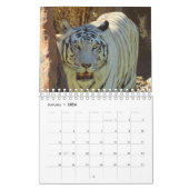 Tiger Kalender (Jan 2026)