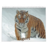 Tiger-Kalender Kalender (Titelbild)
