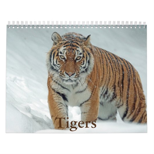 Tiger-Kalender Kalender (Titelbild)