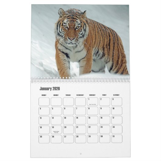 Tiger-Kalender Kalender (Jan 2026)