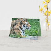 Tiger Karte (Gelbe Blume)