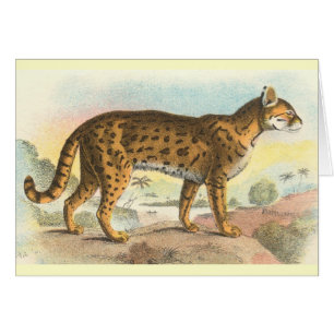 Tiger-Katze