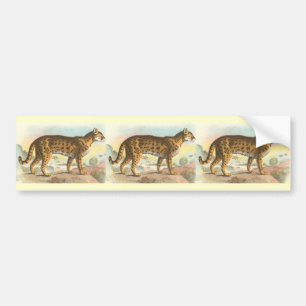 Tiger-Katze Autoaufkleber