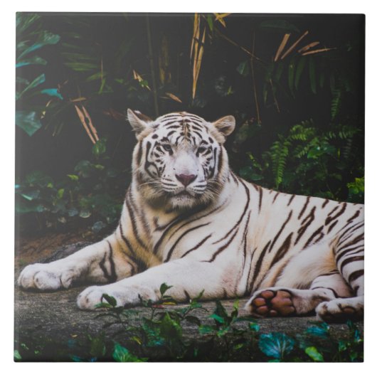 Tiger Keramik Tile Fliese (Vorderseite)