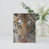 Tiger Kisses Postcard Postkarte (Stehend Vorderseite)
