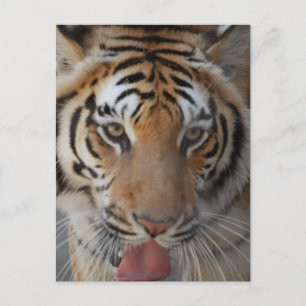 Tiger Kisses Postcard Postkarte