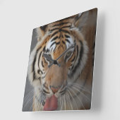 Tiger Kisses Wall Clock Quadratische Wanduhr (Winkel)