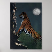 Tiger klettern Poster (Vorne)
