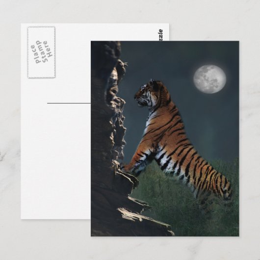 Tiger klettern postkarte (Vorne/Hinten)