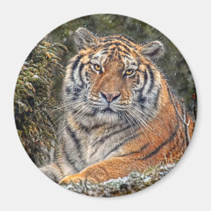 Tiger königliches 3" Magnet