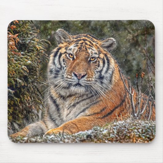 Tiger königliches Mousepad (Vorne)