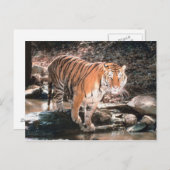 Tiger-Kreuz Postkarte (Vorne/Hinten)
