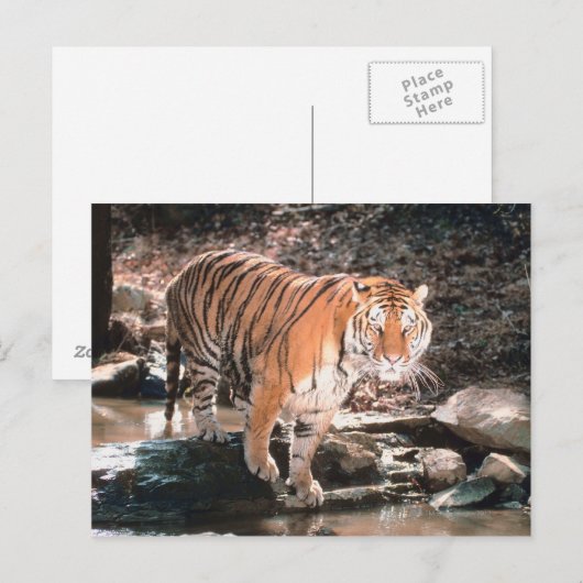 Tiger-Kreuz Postkarte (Vorne/Hinten)