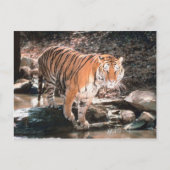Tiger-Kreuz Postkarte (Vorderseite)