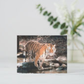 Tiger-Kreuz Postkarte (Stehend Vorderseite)