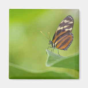 Tiger Langschwingenschmetterling Magnet