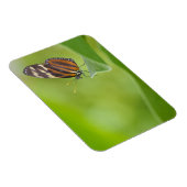Tiger Langschwingenschmetterling Magnet (Rechte Seite)