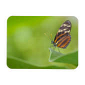 Tiger Langschwingenschmetterling Magnet (Horizontal)