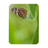Tiger Langschwingenschmetterling Magnet (Vertikal)
