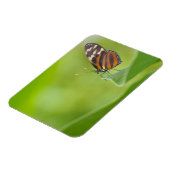 Tiger Langschwingenschmetterling Magnet (Linke Seite)