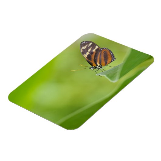 Tiger Langschwingenschmetterling Magnet (Linke Seite)