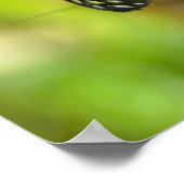 Tiger Langschwingenschmetterling Poster (Ecke)