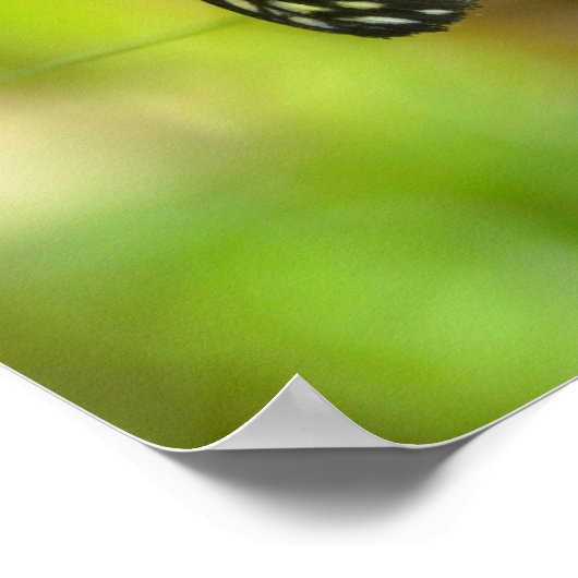 Tiger Langschwingenschmetterling Poster (Ecke)