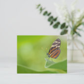 Tiger Langschwingenschmetterling Postkarte (Stehend Vorderseite)