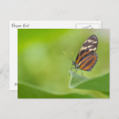 Tiger Langschwingenschmetterling Postkarte (Vorne/Hinten)