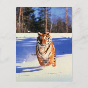 Tiger läuft in Schneefarbild Postkarte