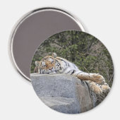 Tiger "Lazy Day" Magnet (Vorderseite/Rückseite)