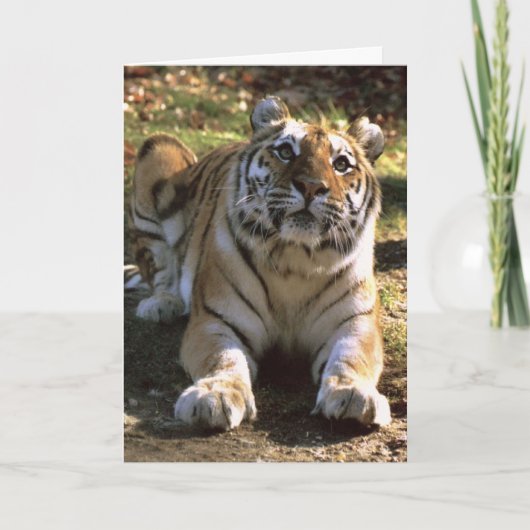 Tiger-leere Karte (Vorderseite)