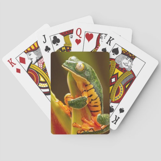 Tiger-Leg-Affenfrosch Spielkarten (Rückseite)