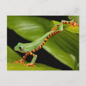 Tiger Leg Monkey Tree Postcard Postkarte (Vorderseite)