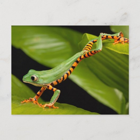 Tiger Leg Monkey Tree Postcard Postkarte (Vorderseite)