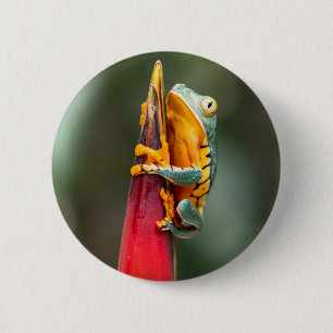 Tiger Leged Monkey Tree Frog Green Orange Button