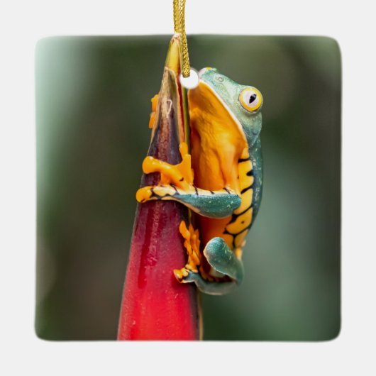 Tiger Leged Monkey Tree Frog Green Orange Keramikornament (Vorderseite)