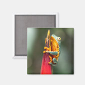 Tiger Leged Monkey Tree Frog Green Orange Magnet (Vorderseite/Rückseite)