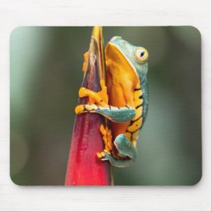 Tiger Leged Monkey Tree Frog Green Orange Mousepad