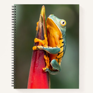 Tiger Leged Monkey Tree Frog Green Orange Notizblock