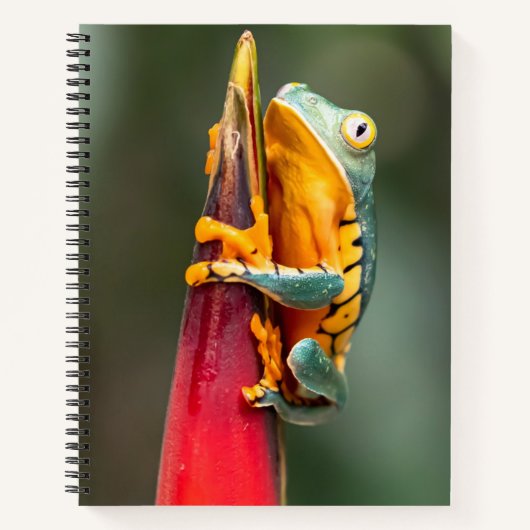 Tiger Leged Monkey Tree Frog Green Orange Notizblock (Vorderseite)