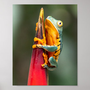 Tiger Leged Monkey Tree Frog Green Orange Poster