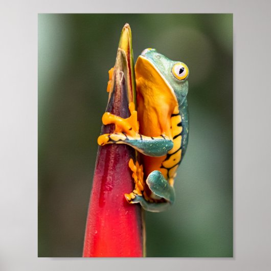 Tiger Leged Monkey Tree Frog Green Orange Poster (Vorne)