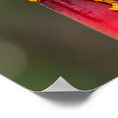 Tiger Leged Monkey Tree Frog Green Orange Poster (Ecke)