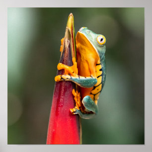 Tiger Leged Monkey Tree Frog Green Orange Poster