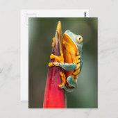 Tiger Leged Monkey Tree Frog Green Orange Postkarte (Vorne/Hinten)