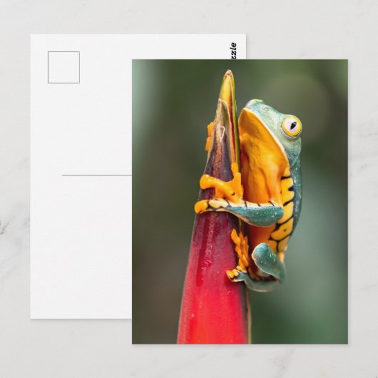 Tiger Leged Monkey Tree Frog Green Orange Postkarte (Vorne/Hinten)