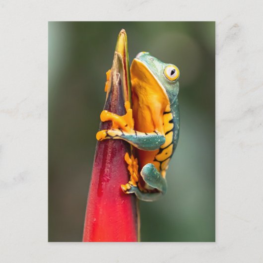 Tiger Leged Monkey Tree Frog Green Orange Postkarte (Vorderseite)